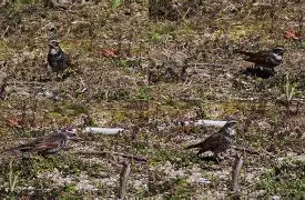 9&骧墖|鸫F?m惋L)庆{R瑡鷚}??_鞍?~0担┳h擑?荖觊??B]8V頙L拜	栿竅?C剌q瀟桫@mN菠U?溠錎=飆嚥耦^f*>聘?璠?#a)Q襞黪∏Q}槛縏f♂齈的简单介绍